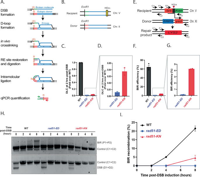 Fig. 3: rad51-ED and rad51-KN are defective in inter-homolog recombination.