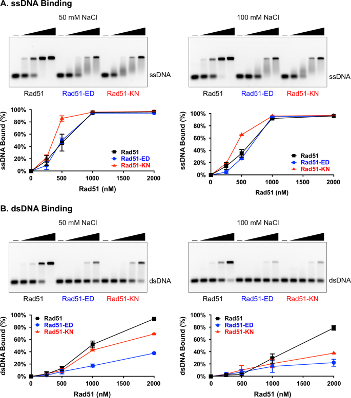 Fig. 4: Rad51-ED and Rad51-KN mutant proteins show salt sensitive reduced dsDNA binding.