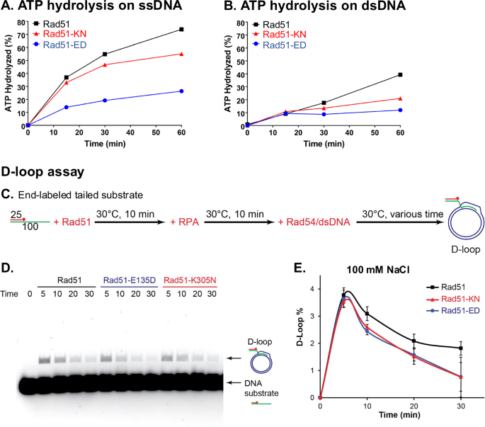 Fig. 5: Rad51-ED and Rad51-KN mutant proteins show reduced ATPase activity but are proficient in D-loop formation.