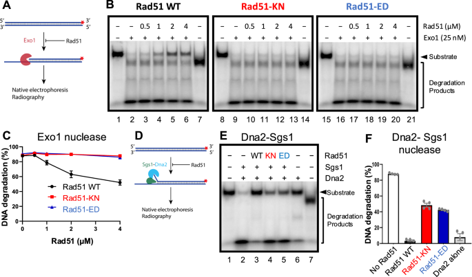 Fig. 6: Rad51-KN and Rad51-ED are defective in protecting dsDNA from degradation by Exo1 or Dna2-Sgs1.