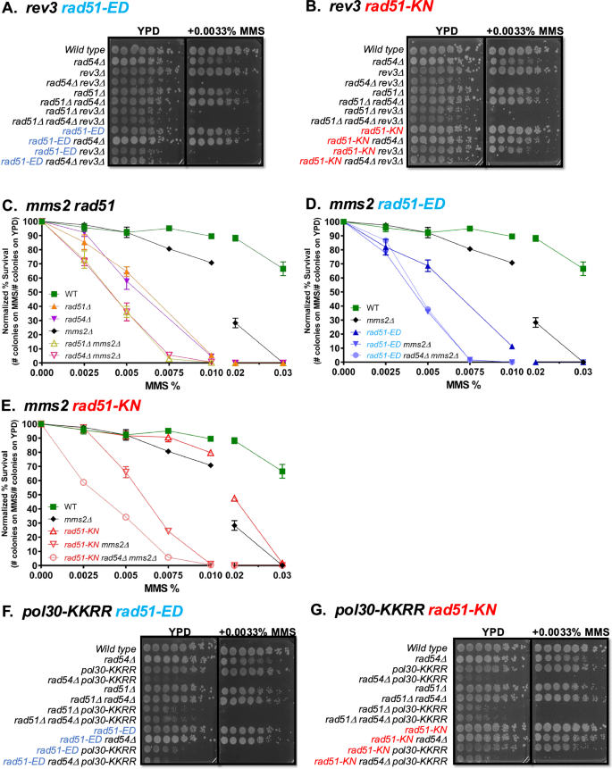 Fig. 7: rad51-ED and rad51-KN display strong synergy with defects in post-replication repair.
