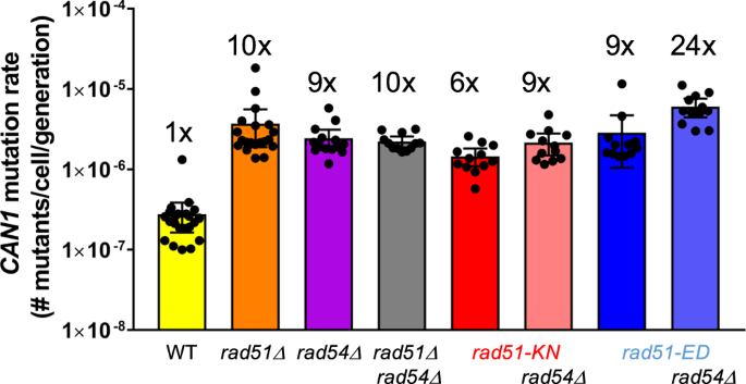 Fig. 8: rad51-ED and rad51-KN display a strong mutator phenotype.