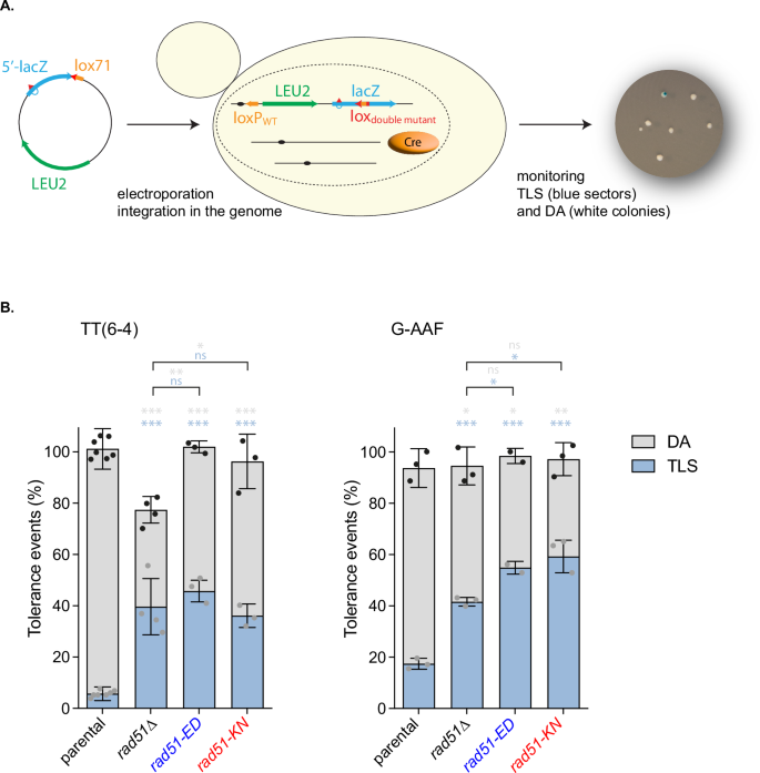 Fig. 9: rad51-ED and rad51-KN shifts the balance from damage avoidance to translesion synthesis in post-replication repair.
