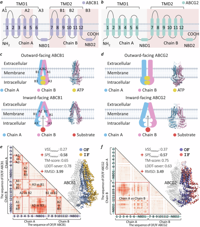 Fig. 4: Analyses on the conformational transition of two transporters (ABCB1 and ABCG2) between inward-facing state and outward-facing one.