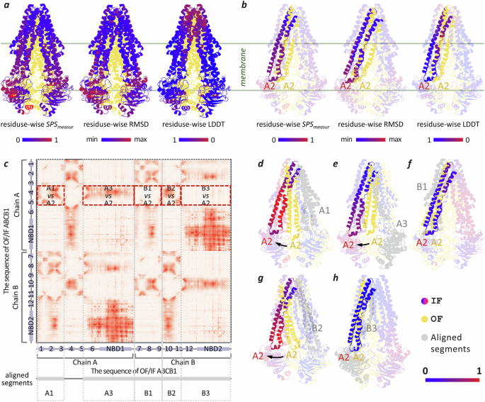Fig. 5: Locating the structure alterations of ABCB1 between the inward-facing and outward-facing conformations.