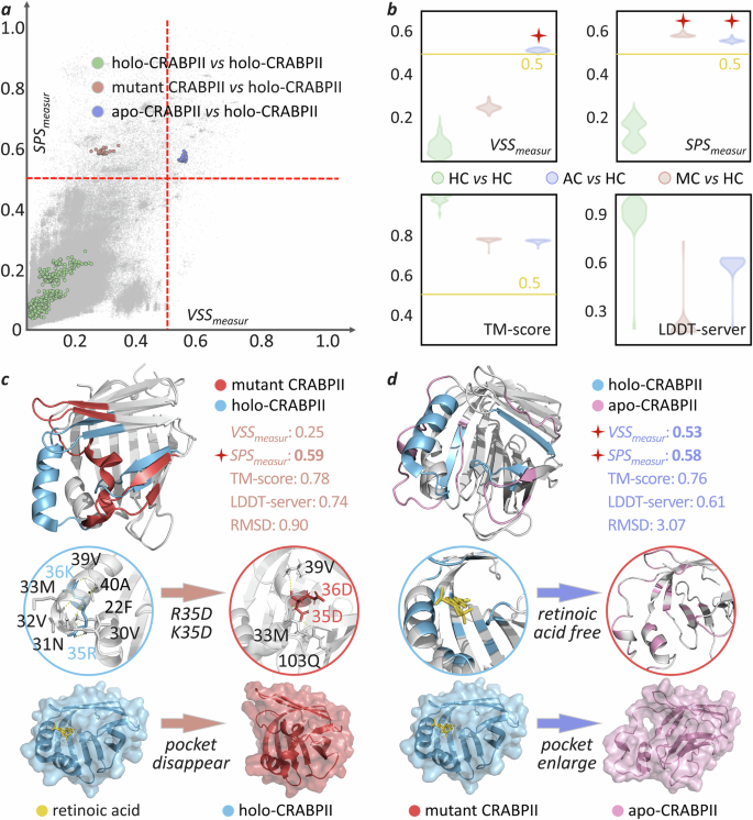 Fig. 6: Analyses on the structure changes of CRABPⅡ protein induced by mutation or ligand binding.