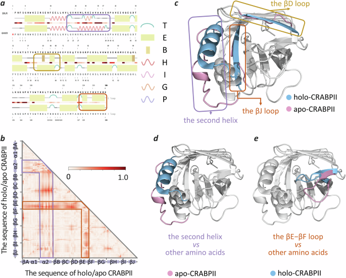 Fig. 7: Locating the structure alteration of CRABPⅡ between AC and HC induced by ligand binding.