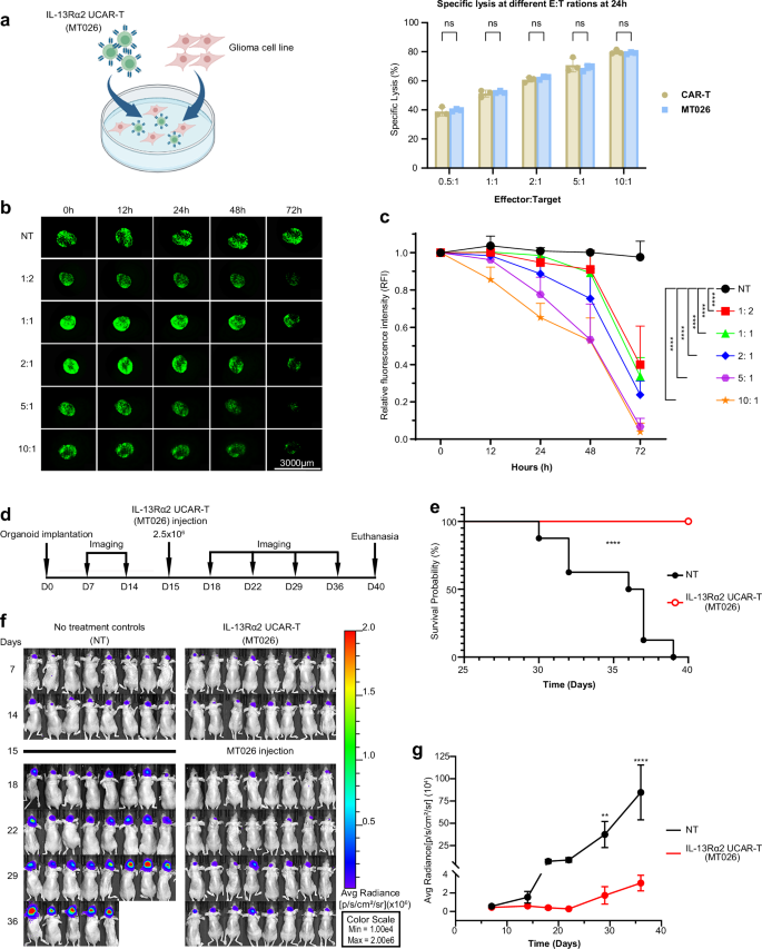 Fig. 2: In vitro and in vivo anti-tumor effect of IL-13Rα2 allogeneic UCAR-T.