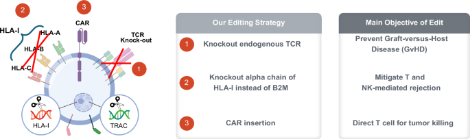 Fig. 5: Schematic diagram of anti-IL-13Rα2 allogeneic UCAR-T knockout TCR and HLA-I of T cells by gene editing technology.
