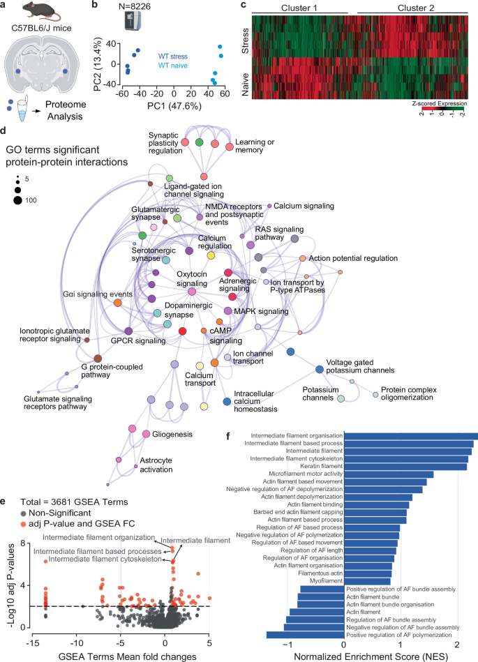 Fig. 2: Proteome of the amygdala in naïve and stressed mice.
