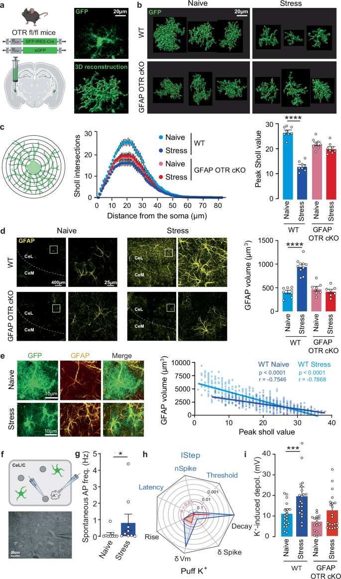 Fig. 3: Morphological analysis of the CeL/C astrocytes network after stress.