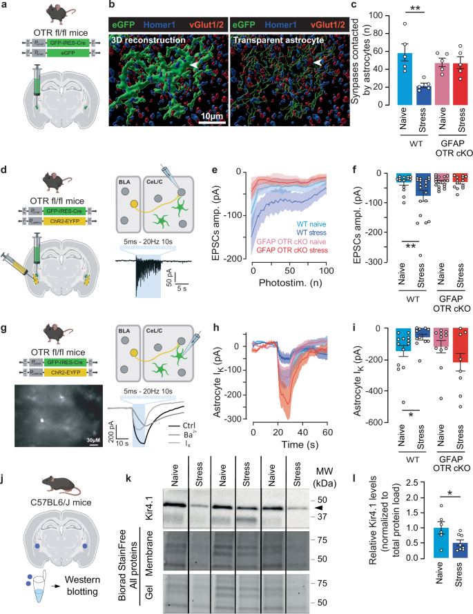 Fig. 4: Involvement of astrocytic OTR on stress-induced modification of CeL/C synaptic coverage and BLA-to-CeL/C excitatory synaptic transmission.