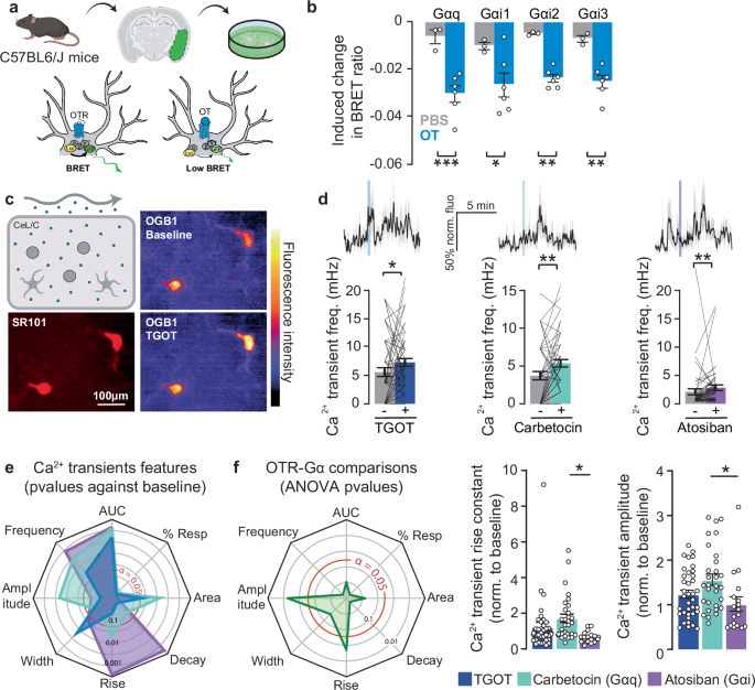Fig. 5: Astrocytic intracellular pathway activated downstream of OTR.