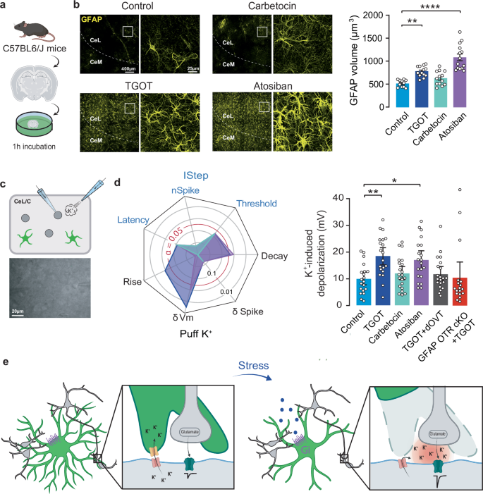 Fig. 6: Effect of the different OTR intracellular coupling on the astro-neuronal network.