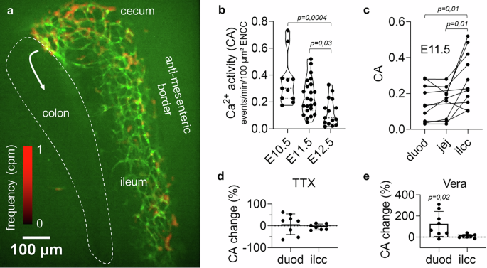 Fig. 1: Endogenous Ca2+ activity in enteric neural crest cells during gut colonization.