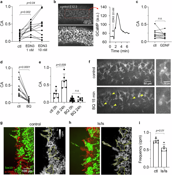 Fig. 2: EDN3/EDNRB drives Ca2+ activity in ENCCs.