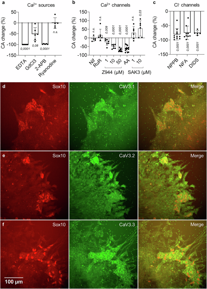Fig. 3: T-type Ca2+ channels and Cl- channels are critical for Ca2+ oscillations.