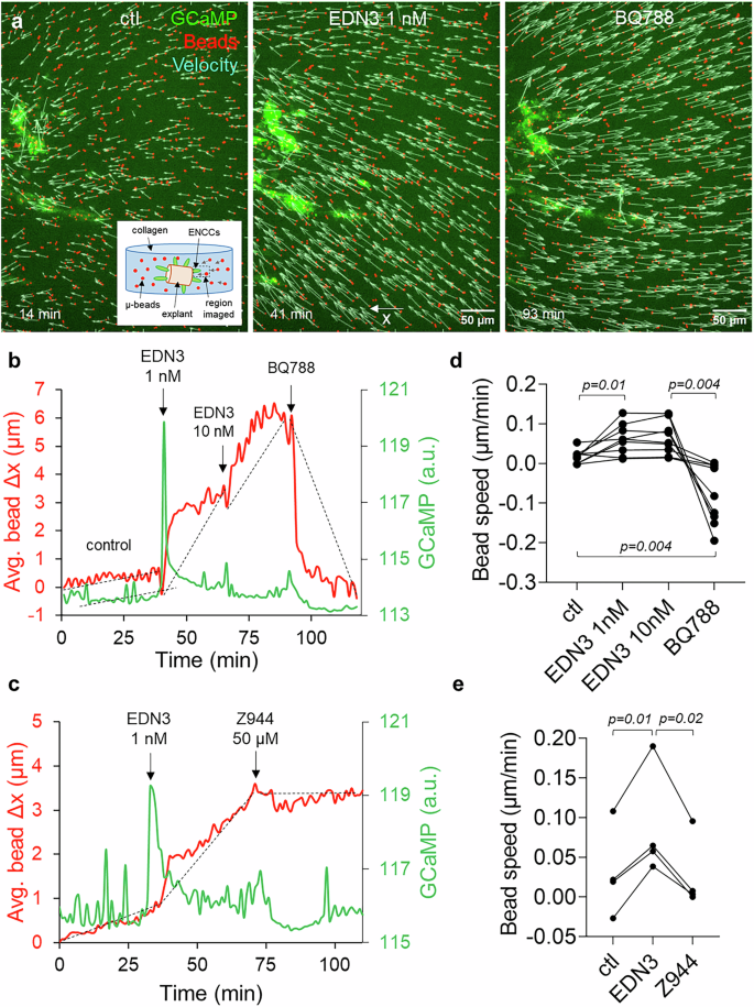 Fig. 6: Ca2+ transients promote migration by increasing ENCC traction force to the extracellular matrix.