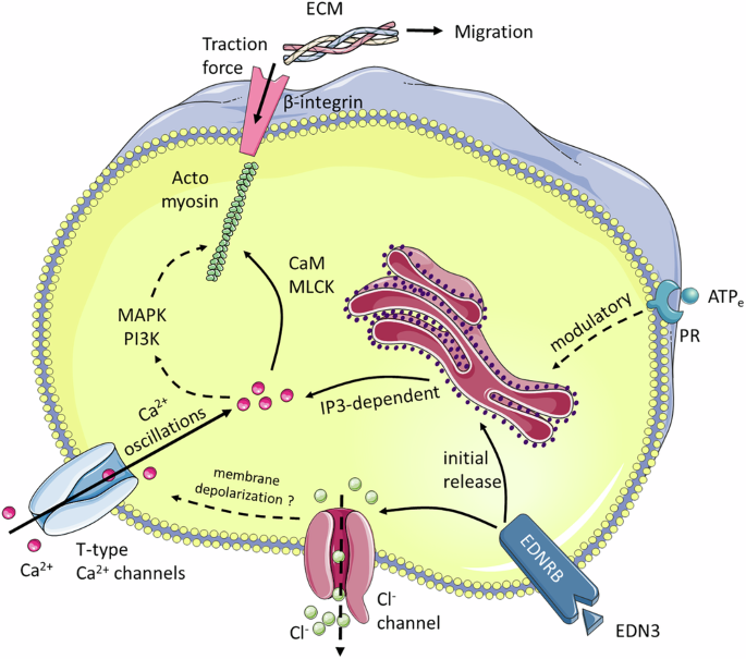 Fig. 7: Synthetic scheme of the pathways leading to Ca2+ transient generation and ENCC migration.