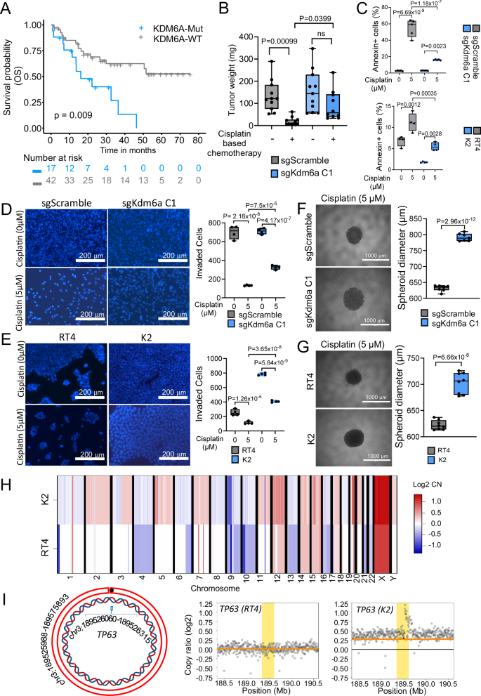 Fig. 1: Inactivating KDM6A mutations reduce OS with cisplatin in bladder cancer, by promoting extrachromosomal DNA formation.
