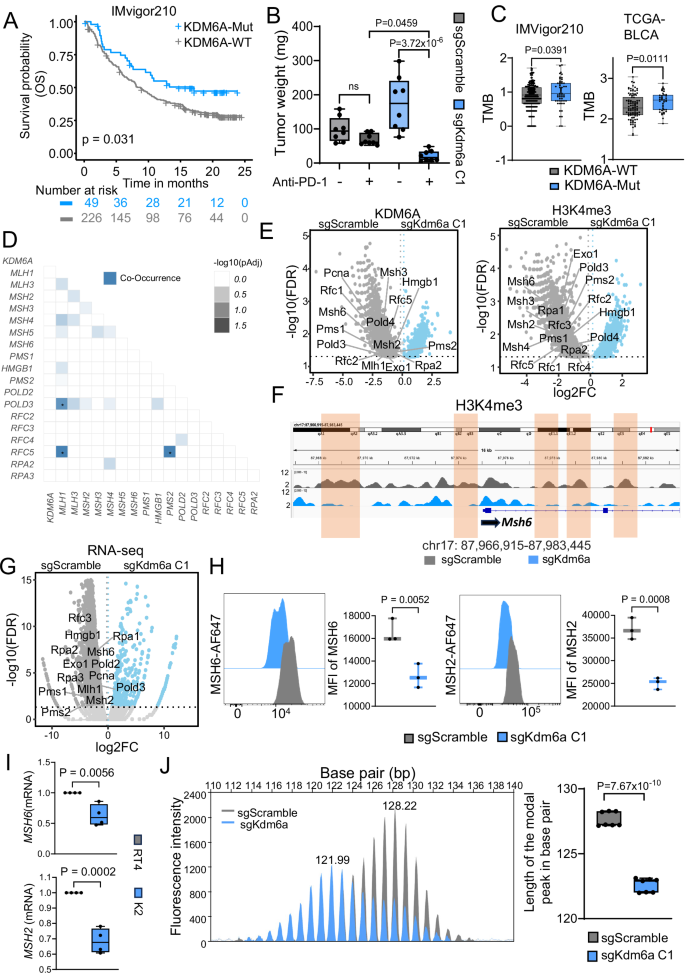 Fig. 2: Loss of KDM6A impairs the MMR machinery and correlates with improved OS following ICT.
