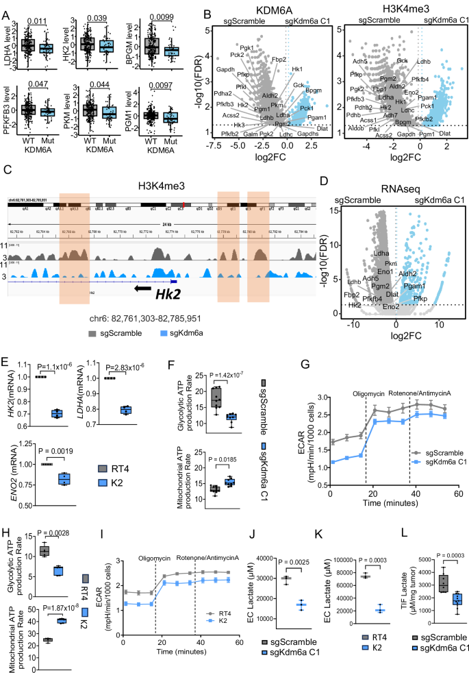Fig. 4: KDM6A drives glycolysis and lactate production in bladder cancer cells.
