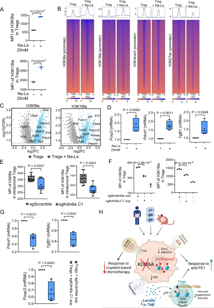 Fig. 6: Loss of KDM6A in tumor cells impairs lactate mediated histone lactylation and function of Tregs.
