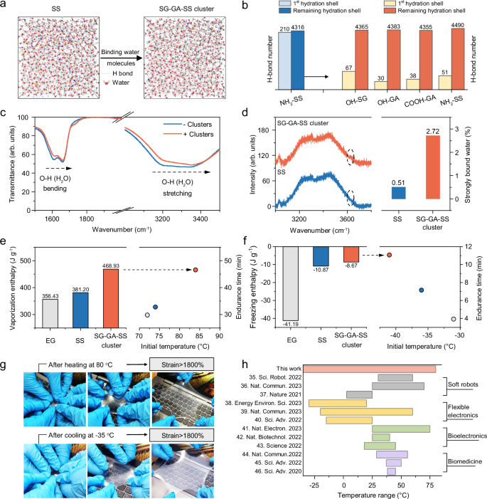 Fig. 3: Simulation and experimental analysis of hydrogen bonding among water molecules and the thermodynamic stability of water within hydrogels facilitated by molecular clustering.