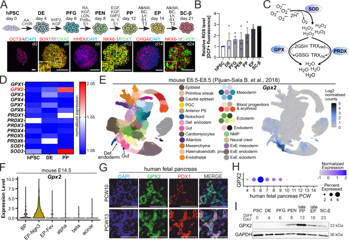 Fig. 1: Oxidative stress and GPX2 expression in the developing pancreatic β cells.