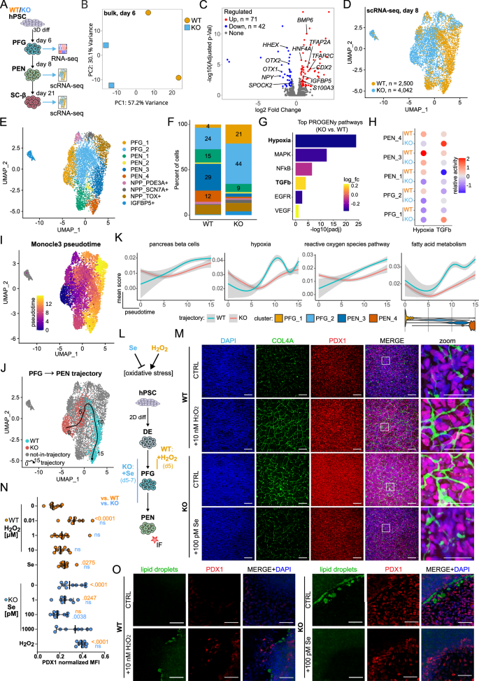Fig. 3: Oxidative stress manipulation mimics GPX2 deficiency at the pancreatic endoderm stage.