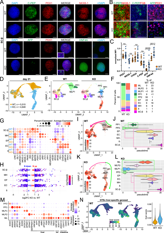 Fig. 4: GPX2-deficient cells show hepatic bias under pro-pancreatic conditions.