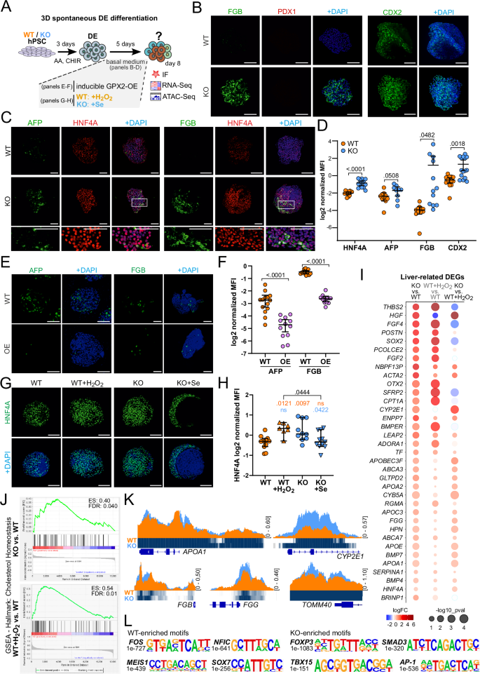 Fig. 5: Spontaneous differentiation shows a higher propensity of GPX2 KO DE cells to differentiate towards liver-like progenitors.