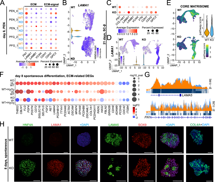 Fig. 6: ECM and ECM-associated proteins are dysregulated in GPX2-deficient cells.
