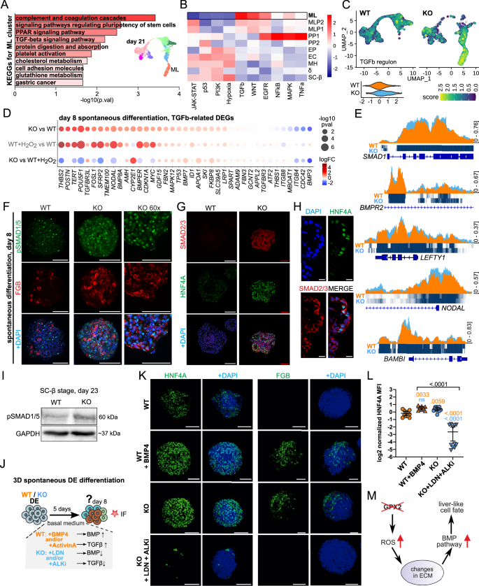 Fig. 7: The BMP pathway, but not the TGF-β pathway, is active in GPX2-deficient cells driving differentiation into liver-like progenitors.