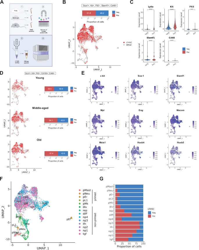 Fig. 3: PURE-Seq isolates murine long-term repopulating hematopoietic stem cells and enables single-cell sequencing via PIP-seq and analysis throughout aging.