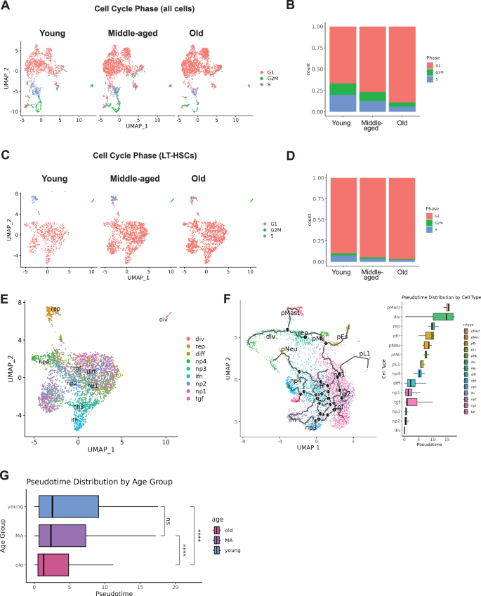 Fig. 4: scGATE marker-based purification, cell cycle analysis, and re-clustering of LT-HSCs.