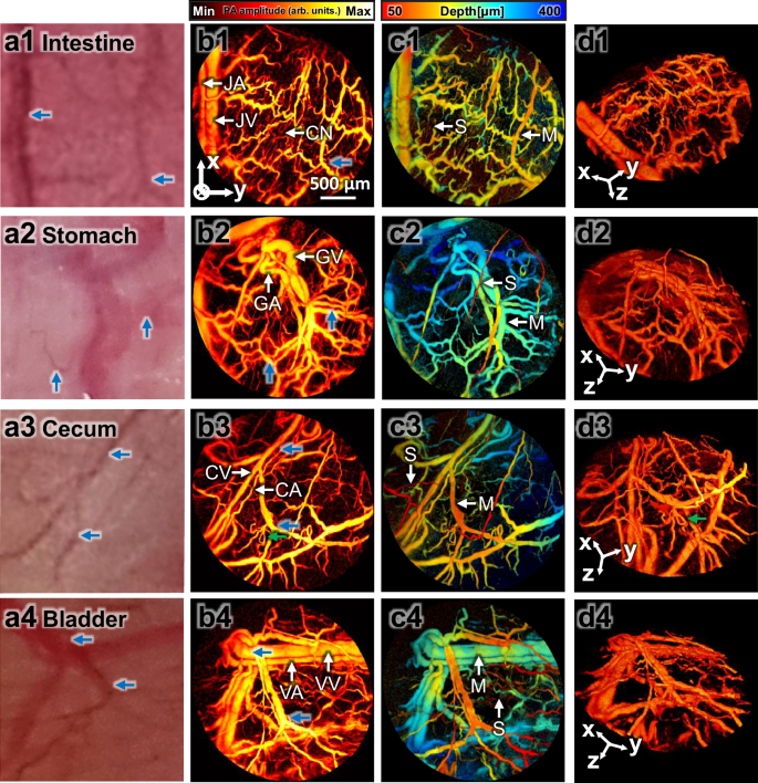 Fig. 4: PA images of surgically exposed internal organs in a rat in vivo.