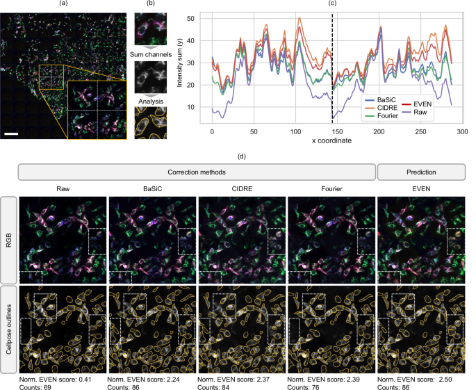 Fig. 5: Evaluation and enhancement of experimental measurements of stained cells.