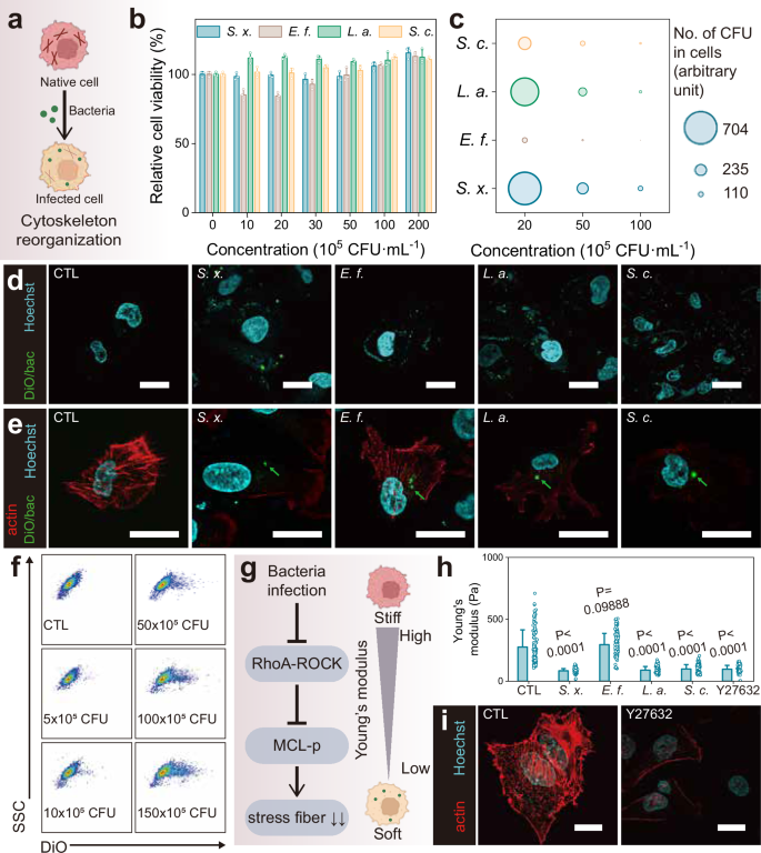 Fig. 2: Characterization of intracellular microbiota influencing actin cytoskeleton of host cells.