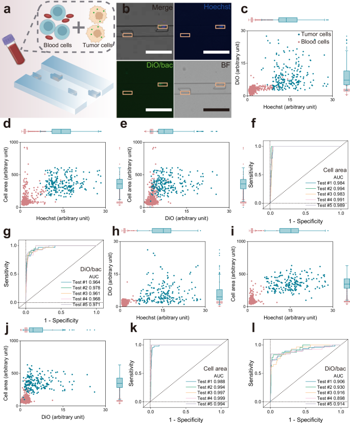 Fig. 5: On-chip analysis of infected MDA-MB-231 cell–spiked whole blood.