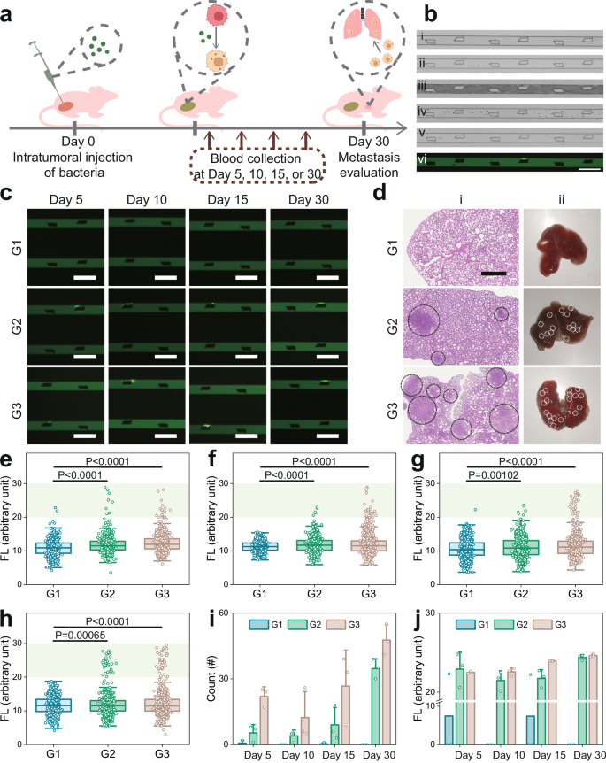 Fig. 6: Evaluation of tumor-initiating ability by infected CTCs in vivo.