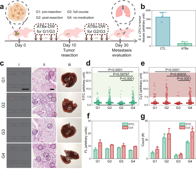 Fig. 7: Evaluation of antibiotic treatment on metastasis.