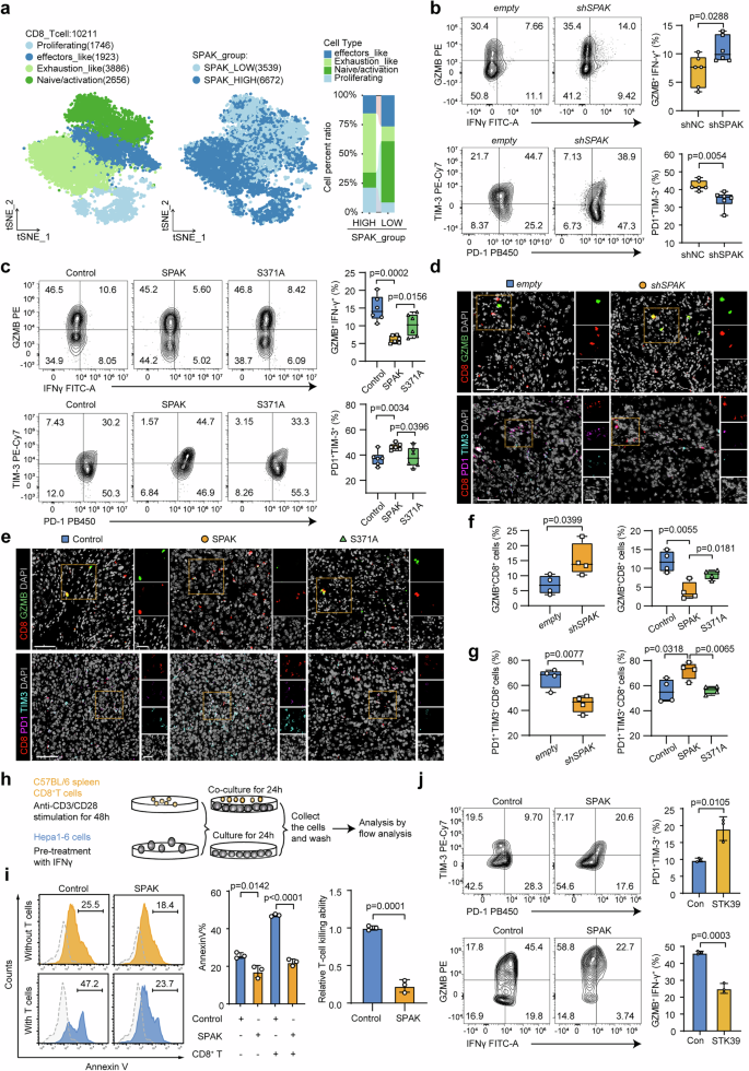 Fig. 3: SPAK promotes exhaustion and inhibits the cytotoxic effect of cytotoxic T cells in HCC.