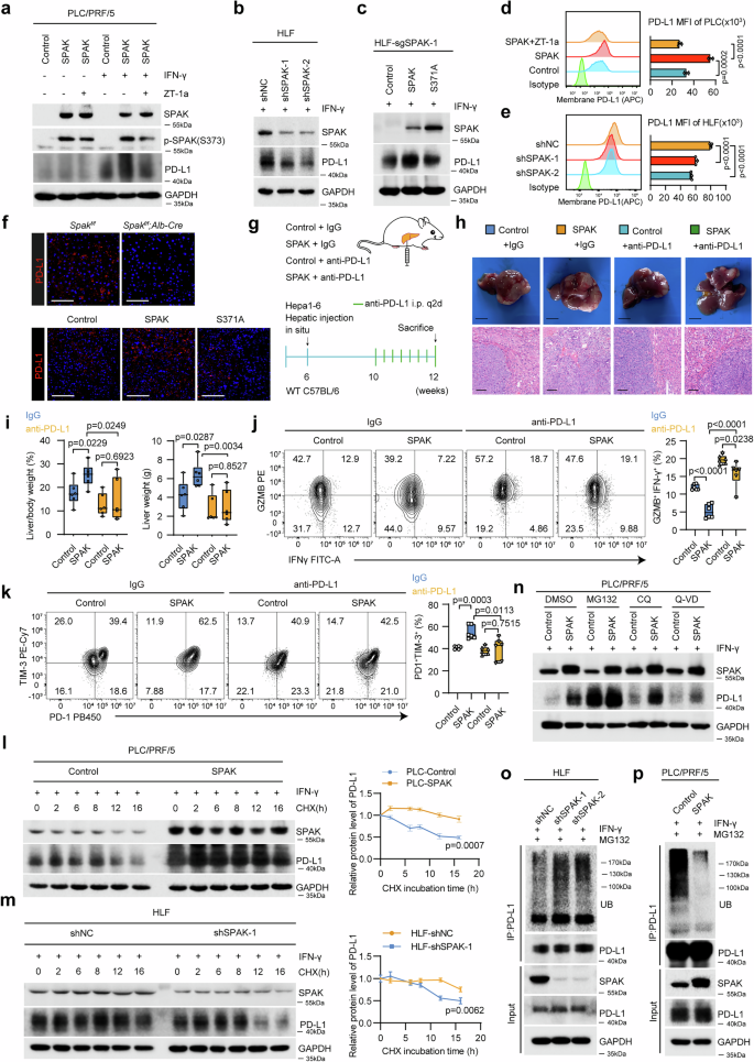 Fig. 6: SPAK stabilizes PD-L1 to promote immune exhaustion of HCC.