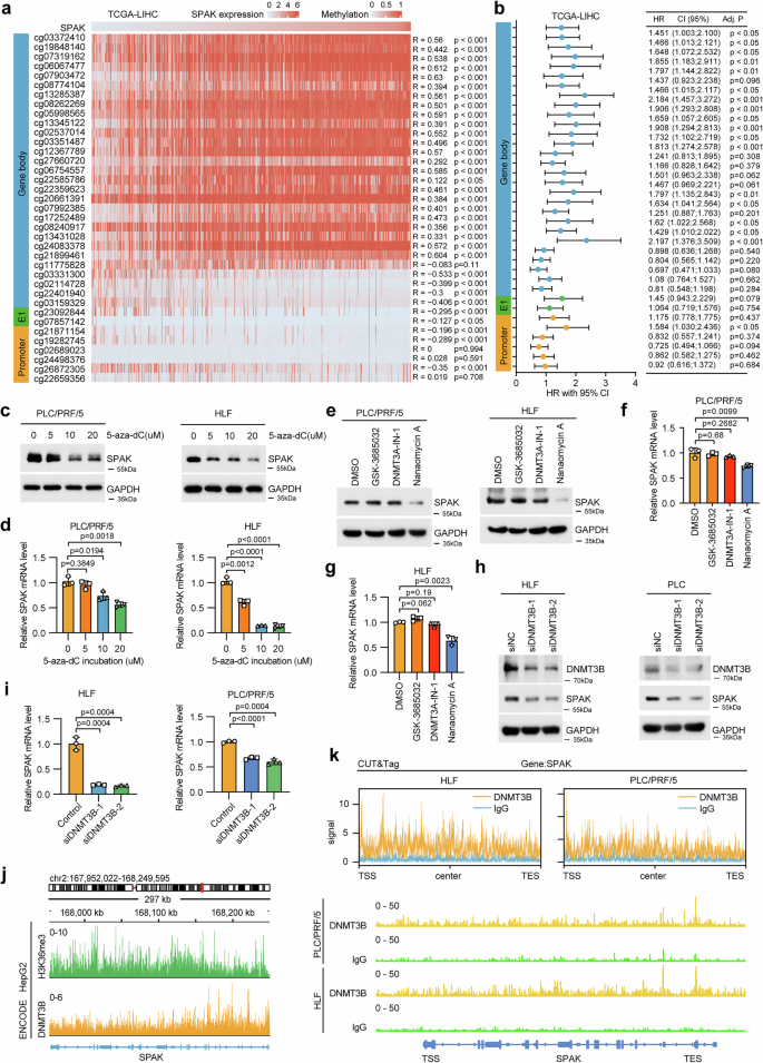 Fig. 7: Intragenic hypermethylation of SPAK contributed to its high expression in HCC.