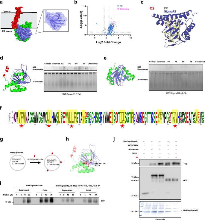 Fig. 4: The β-barrel structure of SigmaR1 binds to PC in vivo and in vitro.
