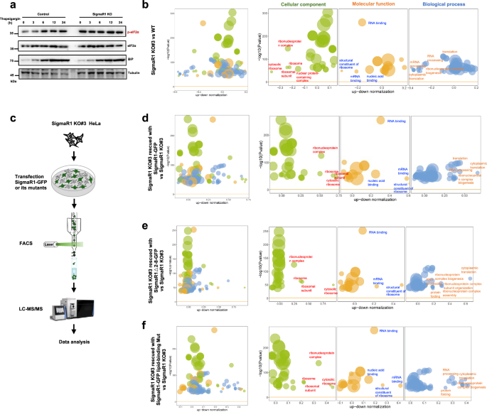 Fig. 5: SigmaR1 deficiency impairs protein homeostasis.