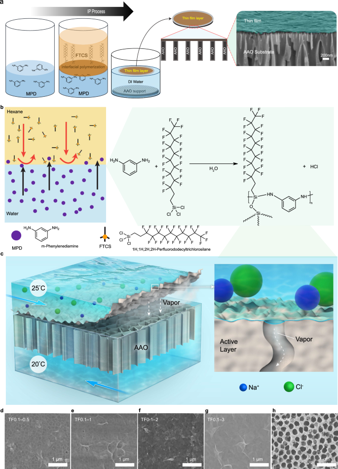 Fig. 1: Interfacial polymerization synthesis and structural formation of the superhydrophobic thin film.