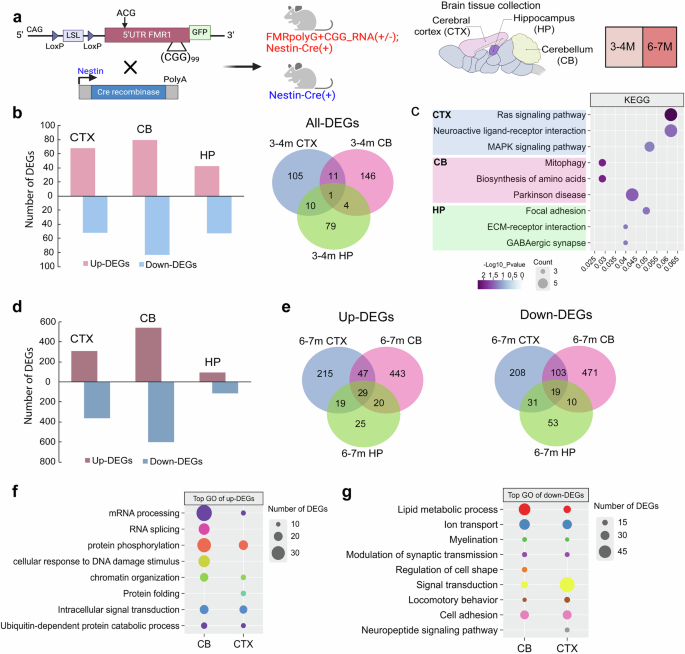 Fig. 1: Differential gene expression profiles in the brain of the FXTAS mouse model.