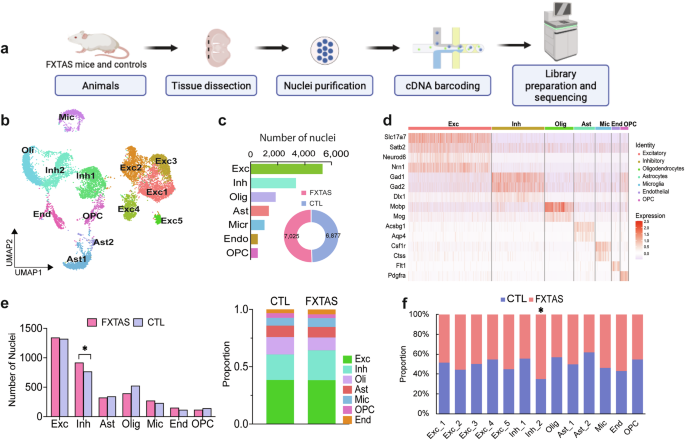 Fig. 2: Single-nuclei transcriptional profiling of PFC from FXTAS and control mice.